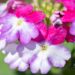 3345_10015_Verbena_x_peruviana_Samira_Burgundy_Wing__raudurt_3.jpg