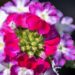 3345_10017_Verbena_x_peruviana_Samira_Burgundy_Wing__raudurt_5.jpg