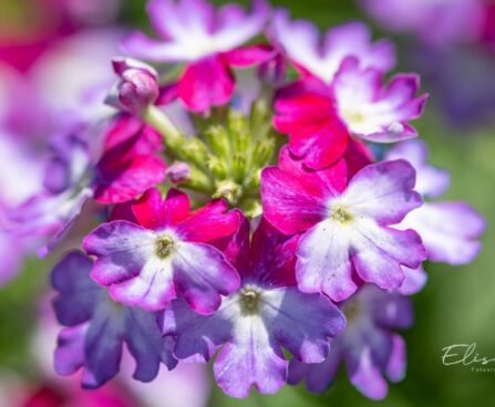 3345_10018_Verbena_x_peruviana_Samira_Burgundy_Wing__raudurt.jpg