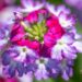 3345_10018_Verbena_x_peruviana_Samira_Burgundy_Wing__raudurt.jpg