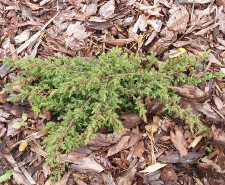 297_609_Juniperus_com_Green_Carpet_vist.JPG