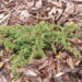 Juniperus_communis_Green_Carpet_roomav kadakas