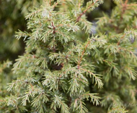 298_7043_Juniperus_communis_Hibernica__2.JPG