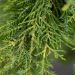 305_9857_Juniperus_media_Gold_Star_keskmine_kadakas_5.jpg