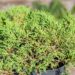 312_9868_Microbiota_decussata__mikrobioota_2.jpg