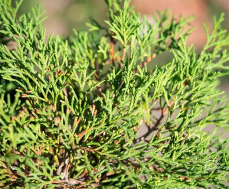 312_9869_Microbiota_decussata__mikrobioota_3.jpg