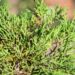 312_9869_Microbiota_decussata__mikrobioota_3.jpg
