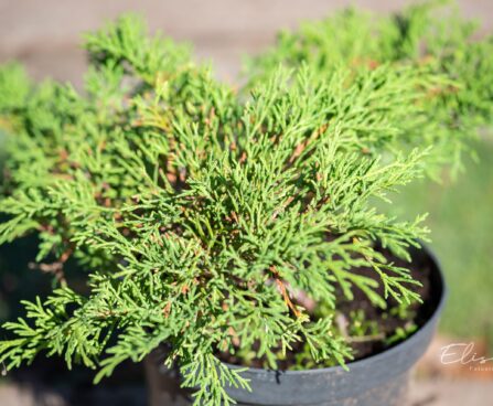 312_9870_Microbiota_decussata__mikrobioota.jpg