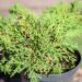 312_9870_Microbiota_decussata__mikrobioota.jpg
