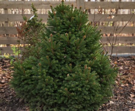 338_6586_Picea_abies_Barryi_.jpg