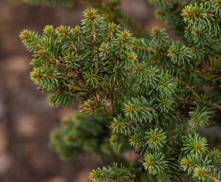 338_6587_Picea_abies_Barryi__2.JPG