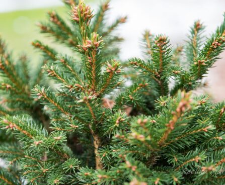 339_6998_Picea_abies_Ohlendorfii_3.JPG