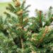 339_6998_Picea_abies_Ohlendorfii_3.JPG