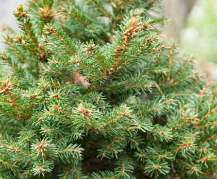 339_6999_Picea_abies_Ohlendorfii_2.JPG