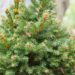 339_6999_Picea_abies_Ohlendorfii_2.JPG