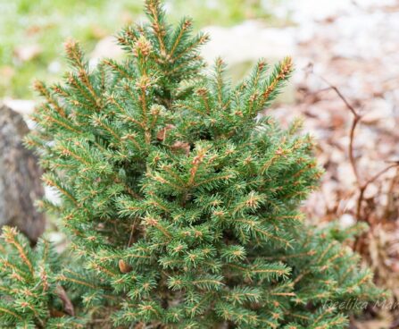 339_7000_Picea_abies_Ohlendorfii.JPG