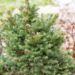 339_7000_Picea_abies_Ohlendorfii.JPG