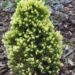 341_2448_Picea_glauca_Daisy_White.JPG