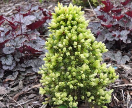 341_2449_Picea_glauca_Daisy_White.JPG