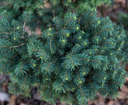 343_6639_Picea_omorika_Karel_.JPG