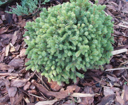 Picea glauca `Echiniformis` kanada kuusk