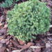 Picea glauca `Echiniformis` kanada kuusk