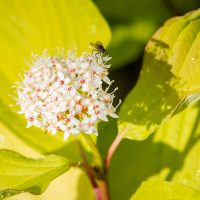 355_9691_Cornus_alba_Aurea__siberi_kontpuu_2.jpg