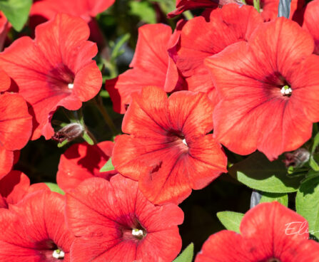 petuunia `Surfinia Classic Deep Red` (3)