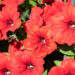 petuunia `Surfinia Classic Deep Red` (3)