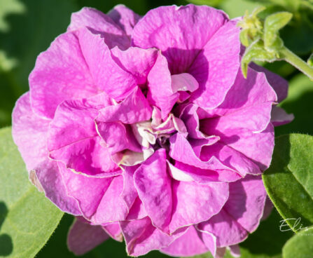 petuunia `Surfinia Double Lilac`