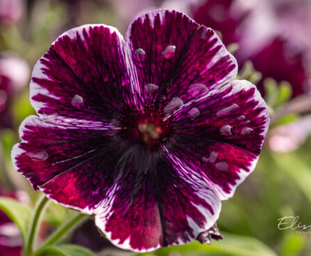 petuunia `Sweetunia Miss Marvelous` (2)