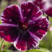 petuunia `Sweetunia Miss Marvelous` (2)