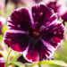 petuunia `Sweetunia Miss Marvelous`