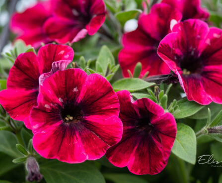 petuunia `Sweetunia Suzie Storm` (2)