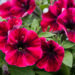 petuunia `Sweetunia Suzie Storm` (2)