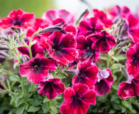 petuunia `Sweetunia Suzie Storm`