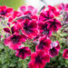 petuunia `Sweetunia Suzie Storm`