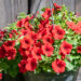 petuunia ampel `Surfinia Classic Deep Red` (4)