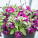 petuunia `Splash Dance Purple Polka`
