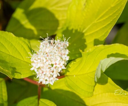 355_9694_Cornus_alba_Aurea__siberi_kontpuu.jpg