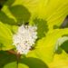 355_9694_Cornus_alba_Aurea__siberi_kontpuu.jpg