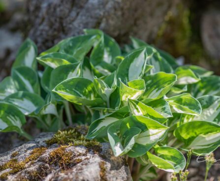 Hosta `Pandoras Box`