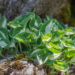 Hosta `Pandoras Box`