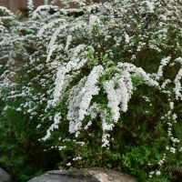 366_6309_Spiraea_cinerea_Grefsheim.jpg