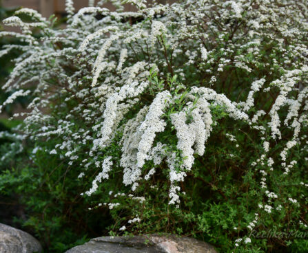 366_6309_Spiraea_cinerea_Grefsheim.jpg