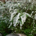 366_6309_Spiraea_cinerea_Grefsheim.jpg