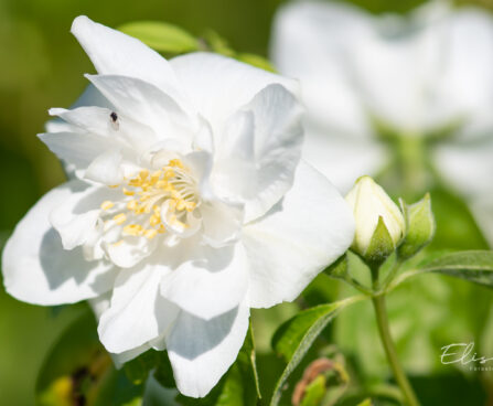 Philadelphus coronarius `Polar Star` ebajasmiin