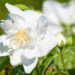 Philadelphus coronarius `Polar Star` ebajasmiin