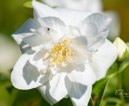 Philadelphus coronarius `Polar Star` ebajasmiin (2)