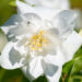 Philadelphus coronarius `Polar Star` ebajasmiin (2)